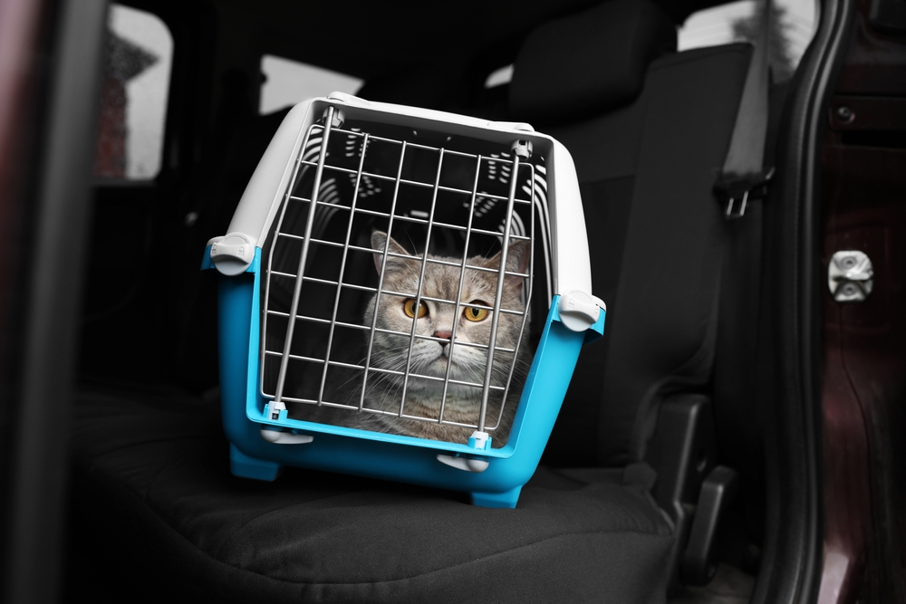 Can Cats Get Car Sick? Vet-Verified Facts & Info