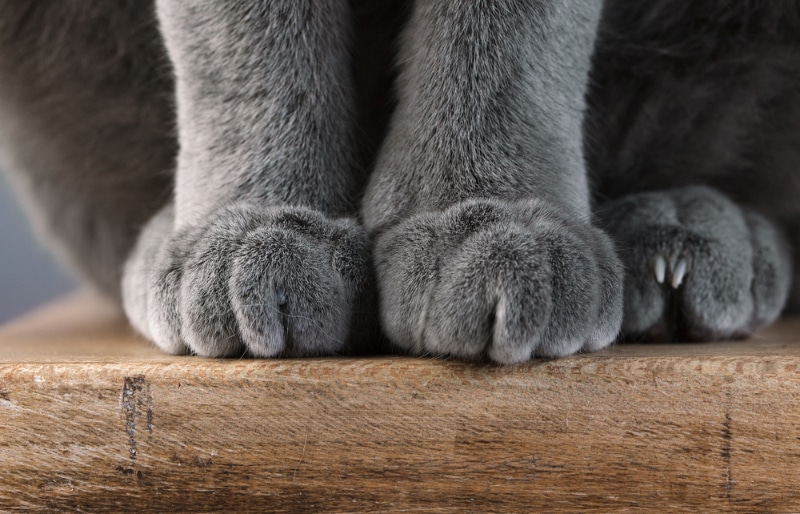 How to Keep Your Cat’s Nails Healthy in 5 Vet-Approved Steps