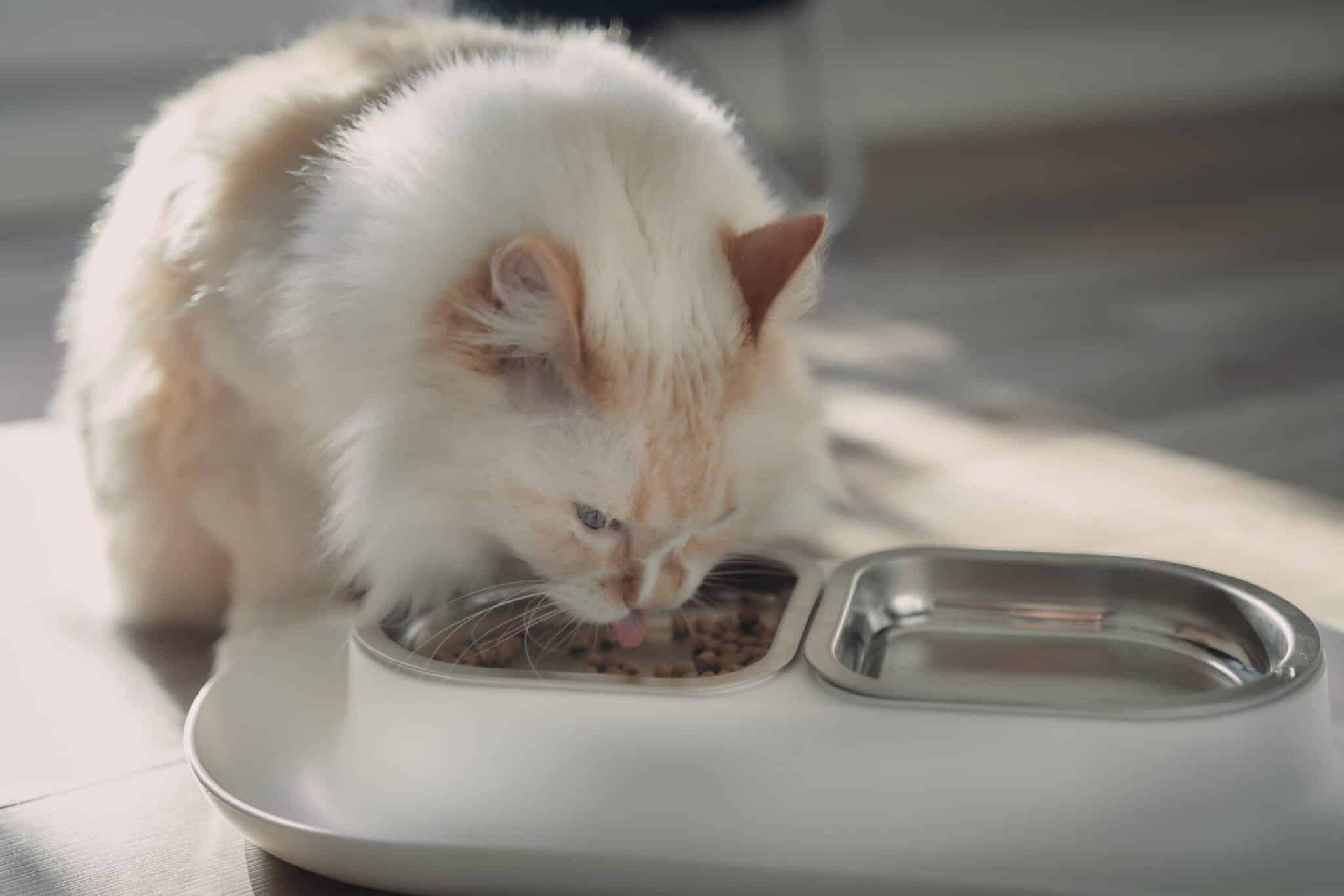 How Many Calories Should a Cat Eat? Vet-Reviewed Cat Feeding Guide