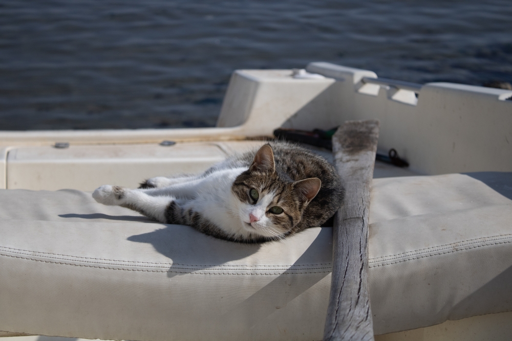 Do Cats Get Seasick? Vet-Reviewed Facts & Info